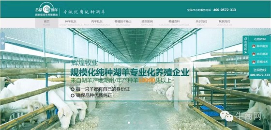 辉煌牧业湖羊养殖、湖羊批发营销型网站首页