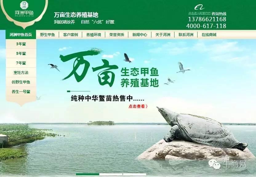 河洲甲鱼营销型网站首页首屏