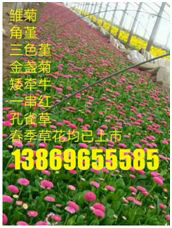 水印面积较大