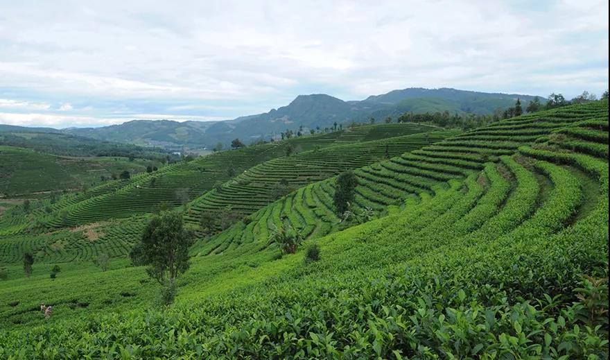 礼品茶定制企业如何高效自建营销型网站